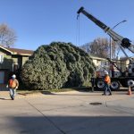 Omaha's official Christmas tree was felled and taken to the Durham Museum