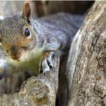 Omaha squirrel behind election office Blackout has died