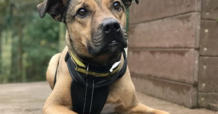 Bristol vet offers advice on how to spot gastroenteritis in dogs after an outbreak in the Midlands

