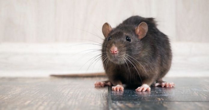 Rise in reports of rats and mice as businesses reopen after lifting of Covid restrictions
