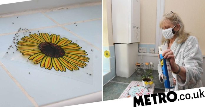 Midlands: Grandma life made hell by fly infestation
