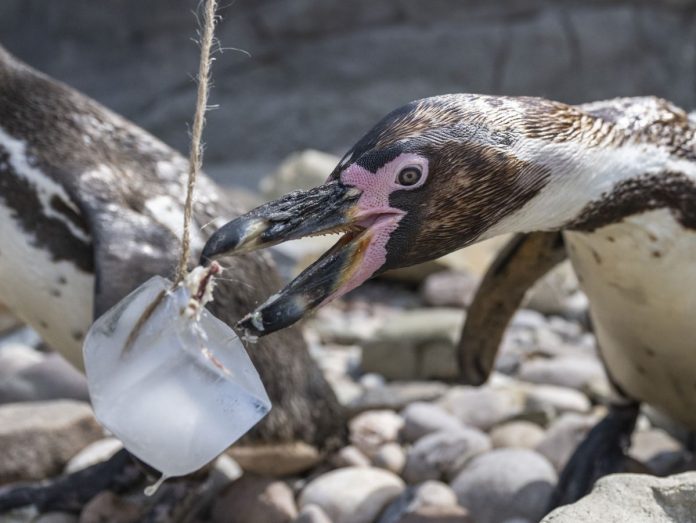 Penguins and ice cubes