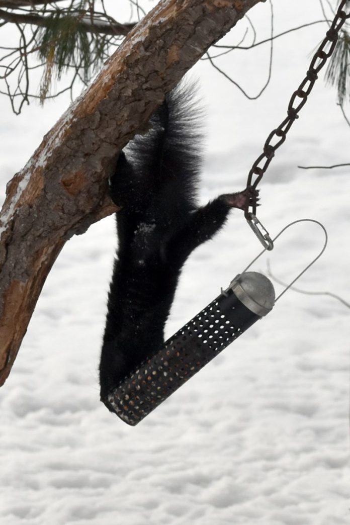 COLUMN: Feeding frenzy may leave you feeling squirrely
