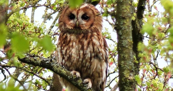 'Sandy Badlands – local heathland environments' - The next Worcestershire Wildlife Trust talk in Malven
